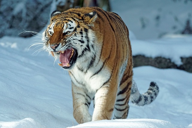 tygr v zimě