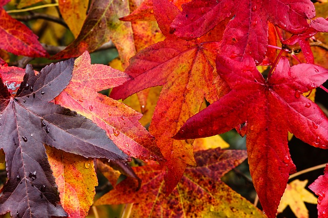 listy zbarvené podzimem